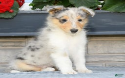 Collie dogs for sale: Pewter - Image 1