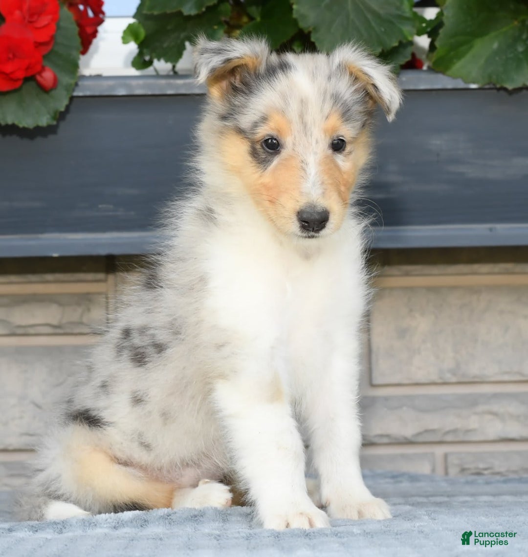 Collie dogs for sale: Pewter - Image 1