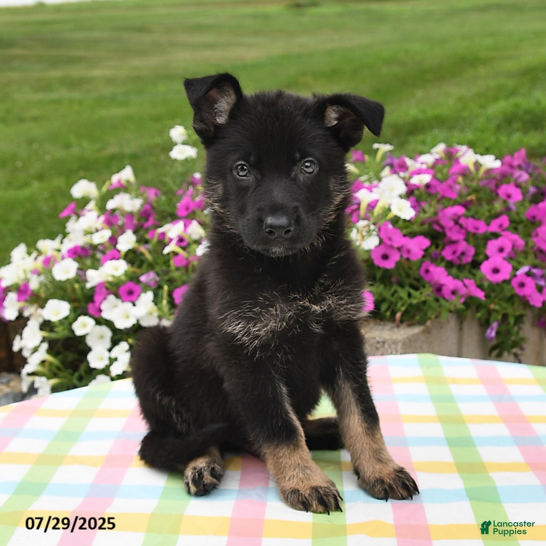 German Shepherd dogs for sale: Felix - Image 2