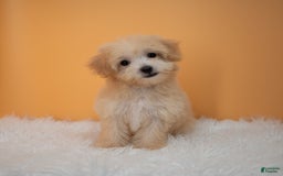 Maltipoo dogs for sale: Nicole - Image 4