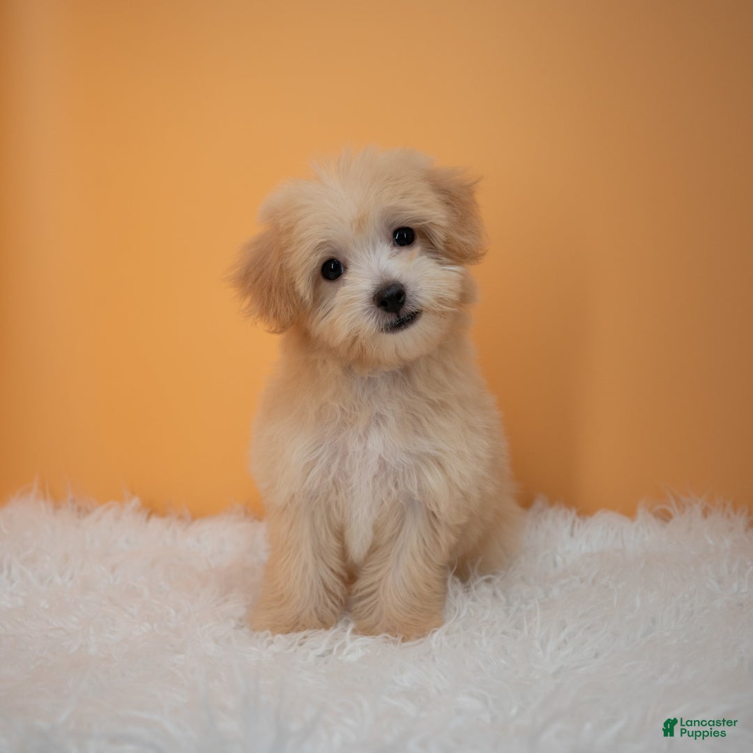 Maltipoo dogs for sale: Nicole - Image 4