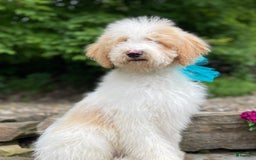 Standard Poodle dogs for sale: Gus - Image 12