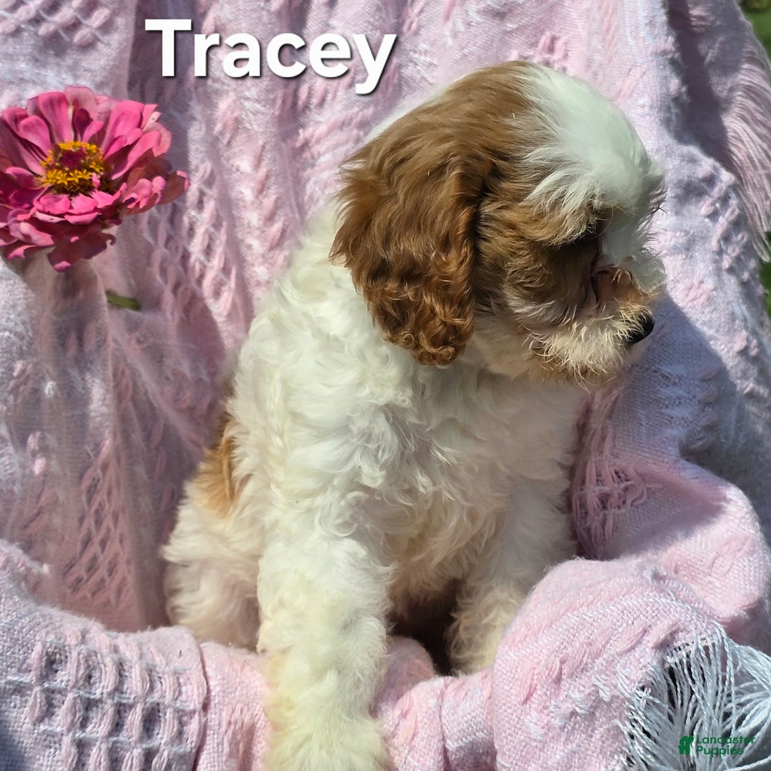Cavapoo dogs for sale: Tracey - Image 2