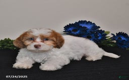 Shihpoo dogs for sale: Justin - Image 1
