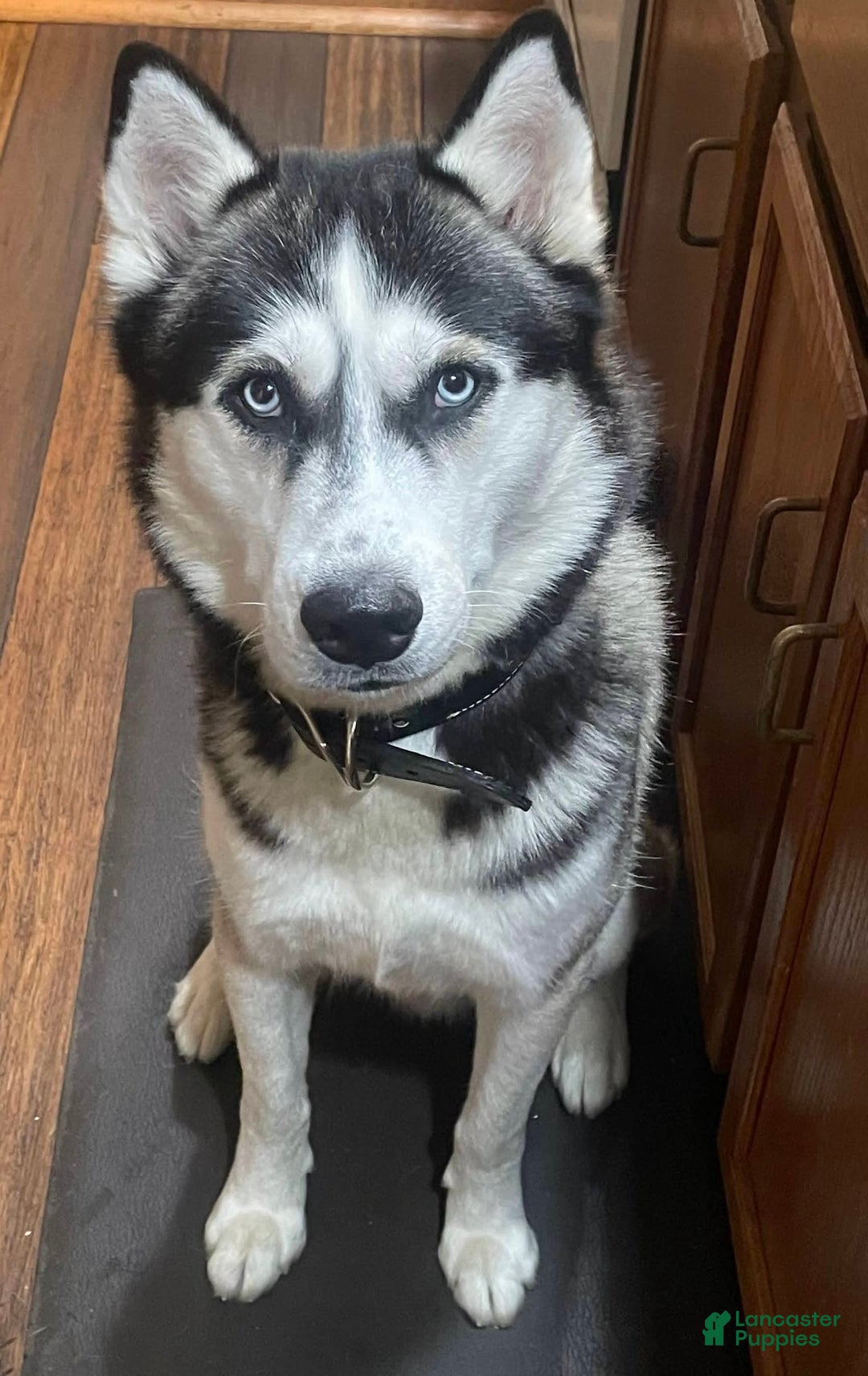 Siberian Husky dogs for sale: Izzy - Image 5