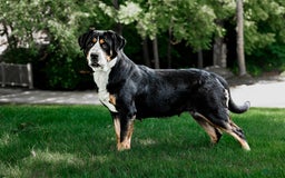 Greater Swiss Mountain Dog dogs for sale: Hannah - Image 3