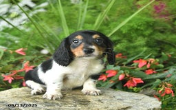 Dachshund dogs for sale: Leo - Image 3