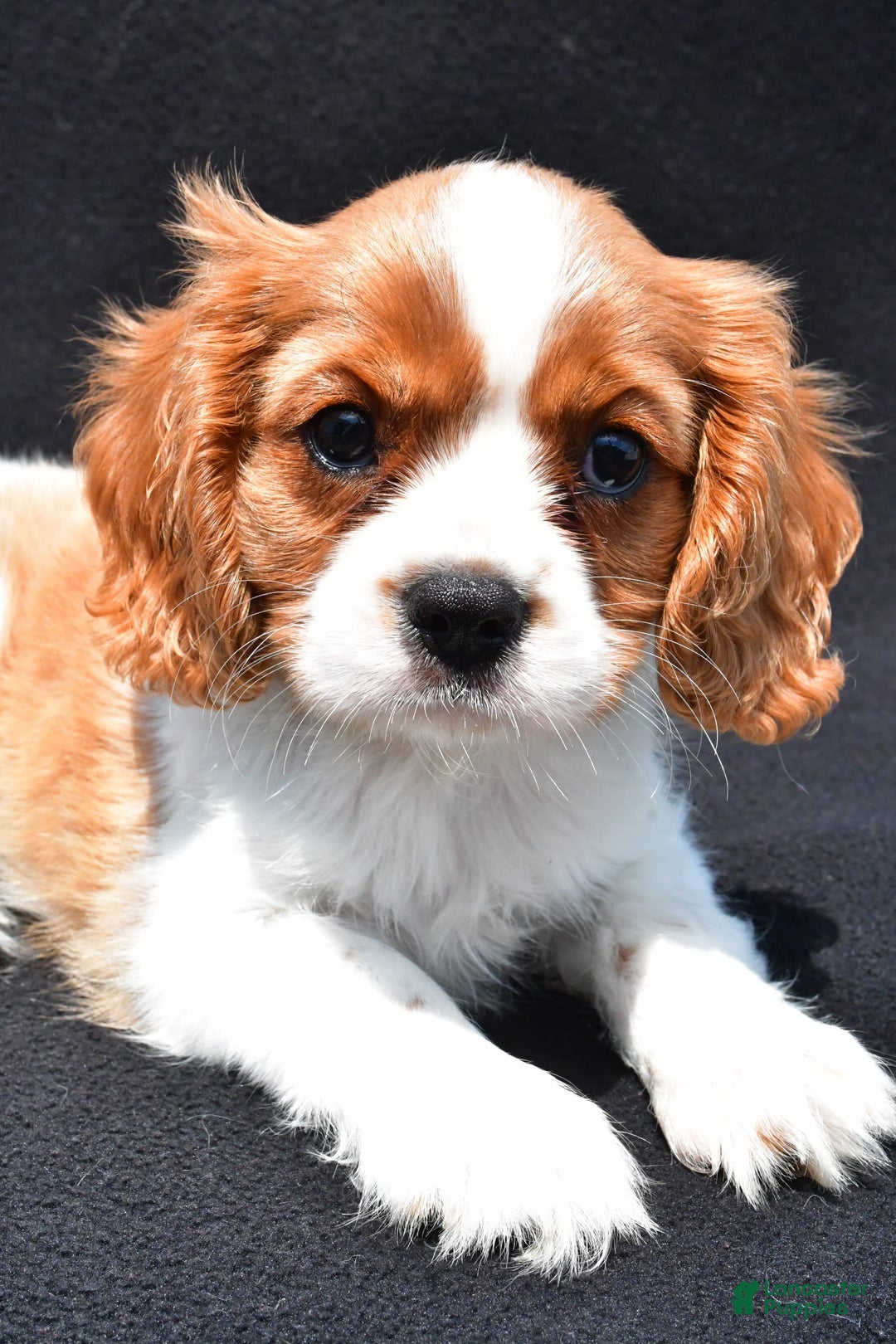 Cavalier King Charles Spaniel dogs for sale: Cody - Image 4