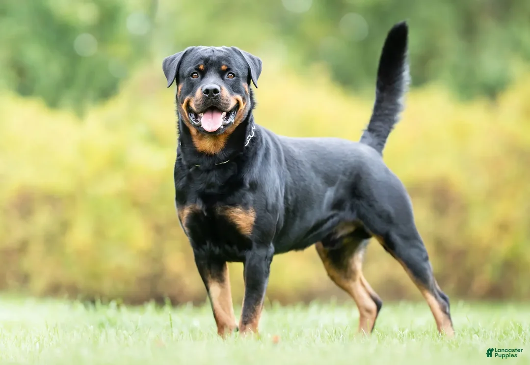 Mixed Breed dogs for sale: Mixed Breed Puppy 2 - Image 1