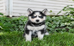 Pomsky dogs for sale: Kisses - Image 5