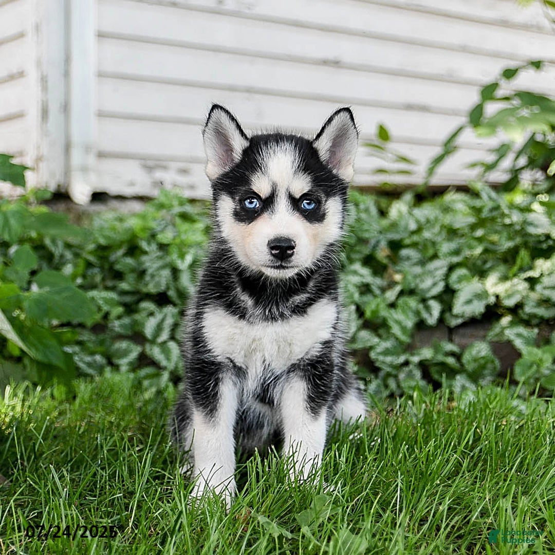Pomsky dogs for sale: Kisses - Image 5