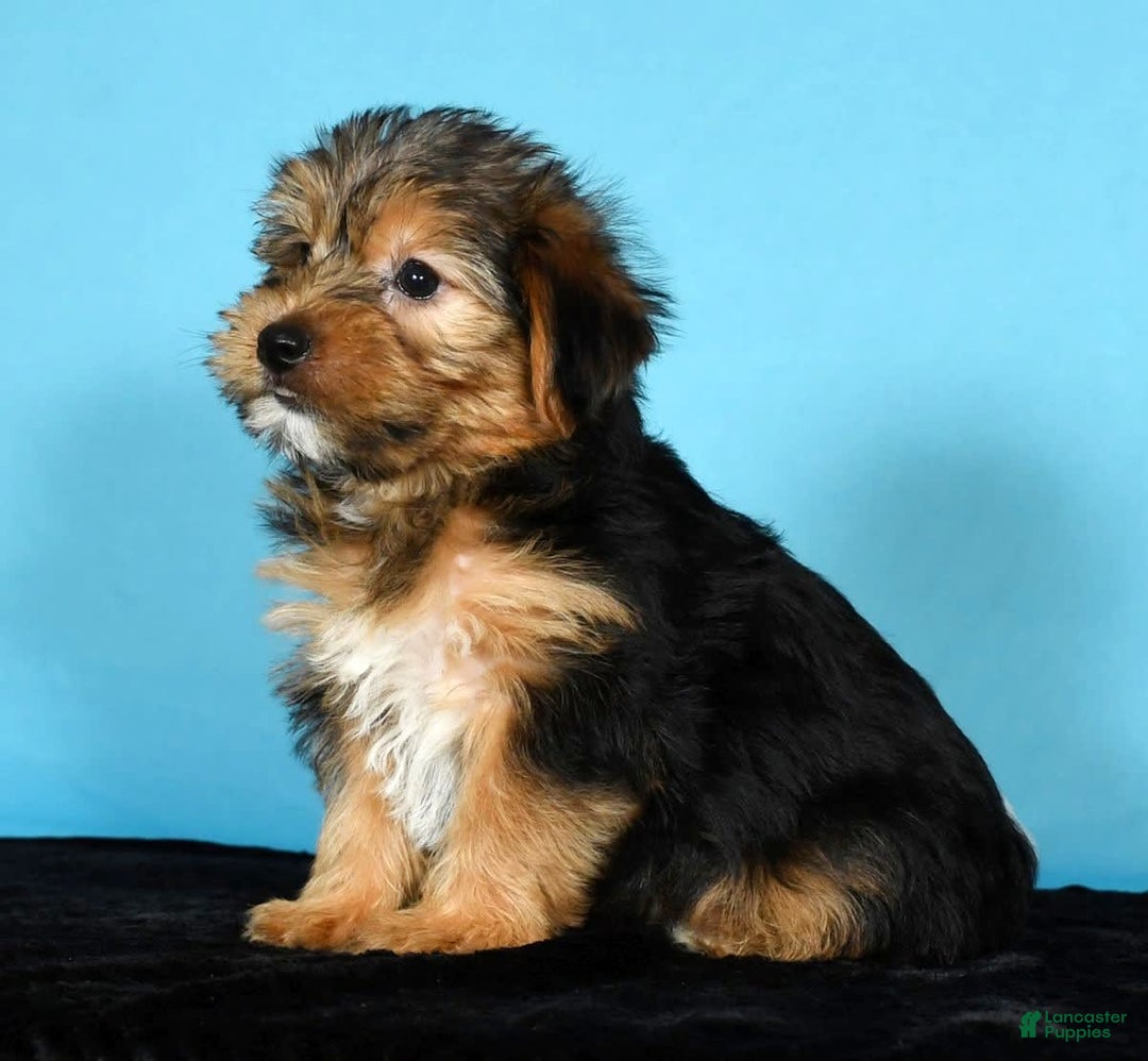 Yorkshire Terrier dogs for sale: Jamie - Image 8