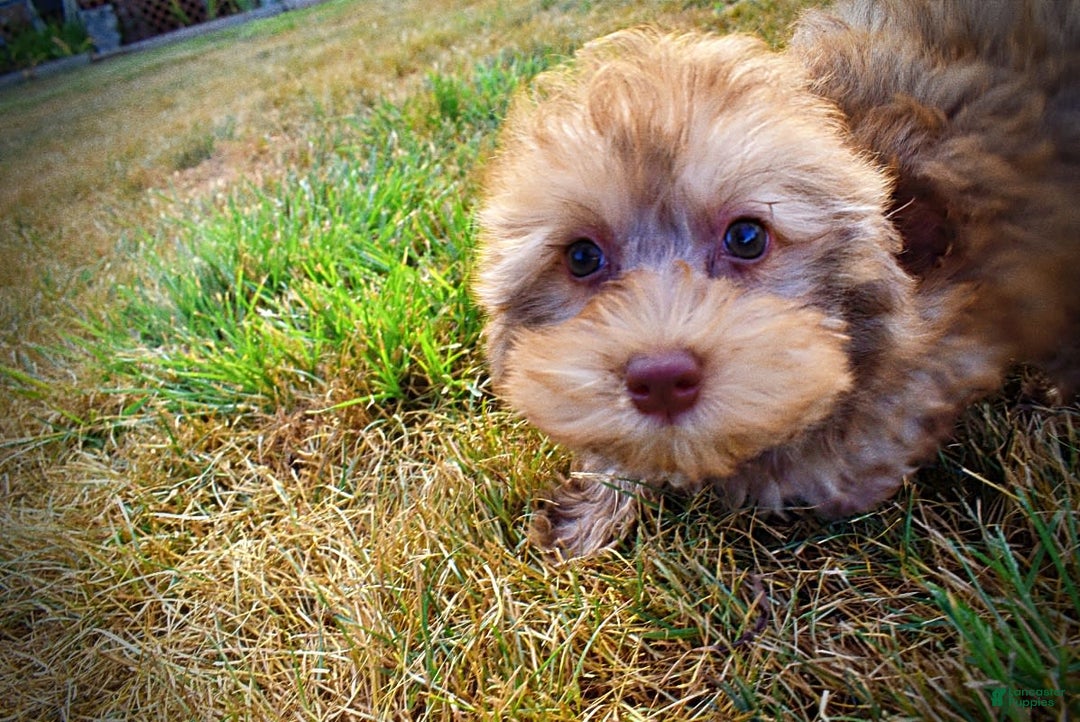 Havapoo dogs for sale: Jazzy - Image 20