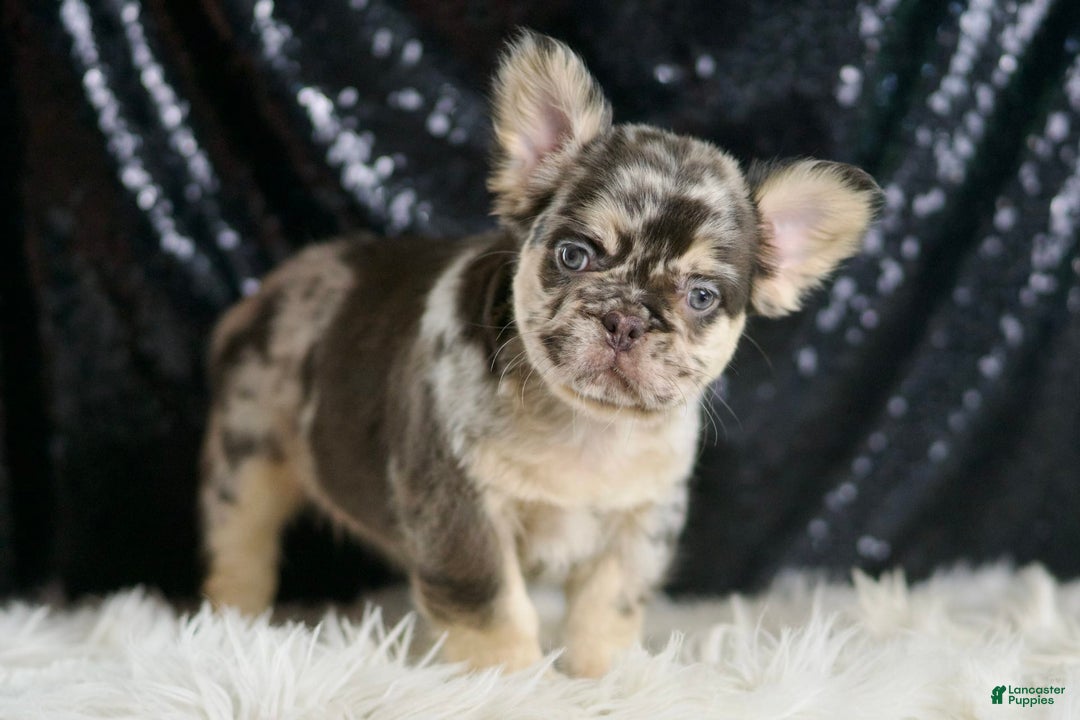 French Bulldog dogs for sale: Mocha - Image 5