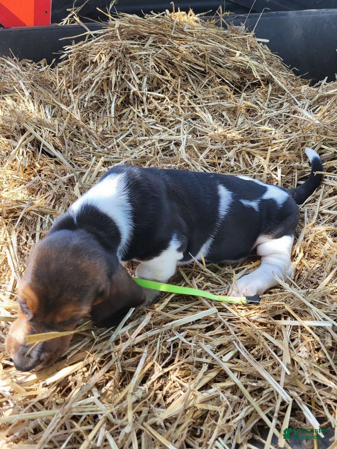 Basset Hound dogs for sale: Rose - Image 2