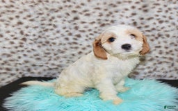Cavapoo dogs for sale: Cavapoo 7 puppies - Image 40