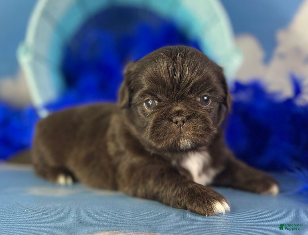 Pekingese dogs for sale: Akc Chocolate Truffle Dna Ofa - Image 6