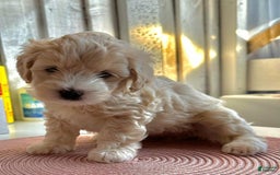 Maltipoo dogs for sale: Cara - Image 2