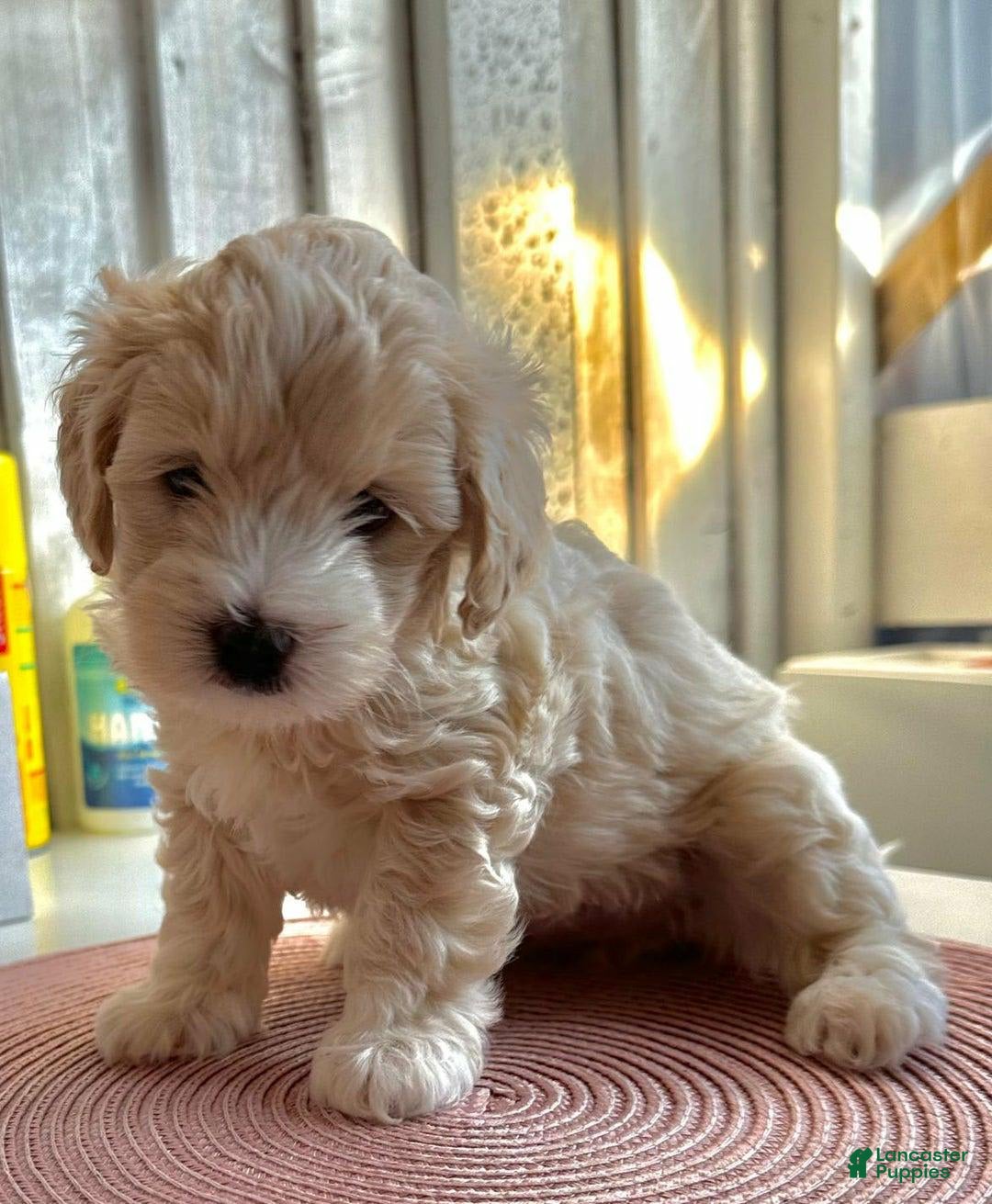 Maltipoo dogs for sale: Cara - Image 2