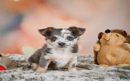 Chihuahua dogs for sale: Callie - Image 2