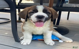 Saint Bernard dogs for sale: Oliver - Image 8