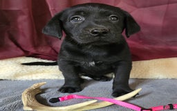 Labrador Retriever dogs for sale: Pink Collar - Image 1