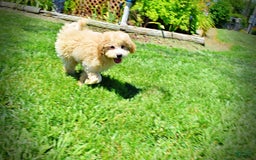 Havapoo dogs for sale: Wags - Image 18