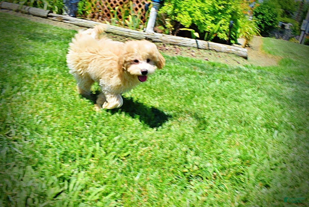 Havapoo dogs for sale: Wags - Image 18
