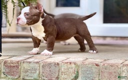 American Bully dogs for sale: Reign - Image 1
