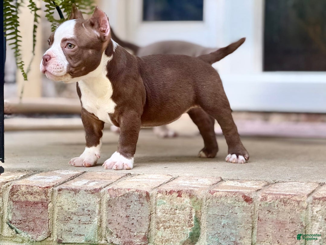 American Bully dogs for sale: Reign - Image 1