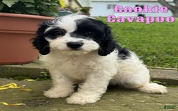 Cavapoo dogs for sale: Cookie - Image 1