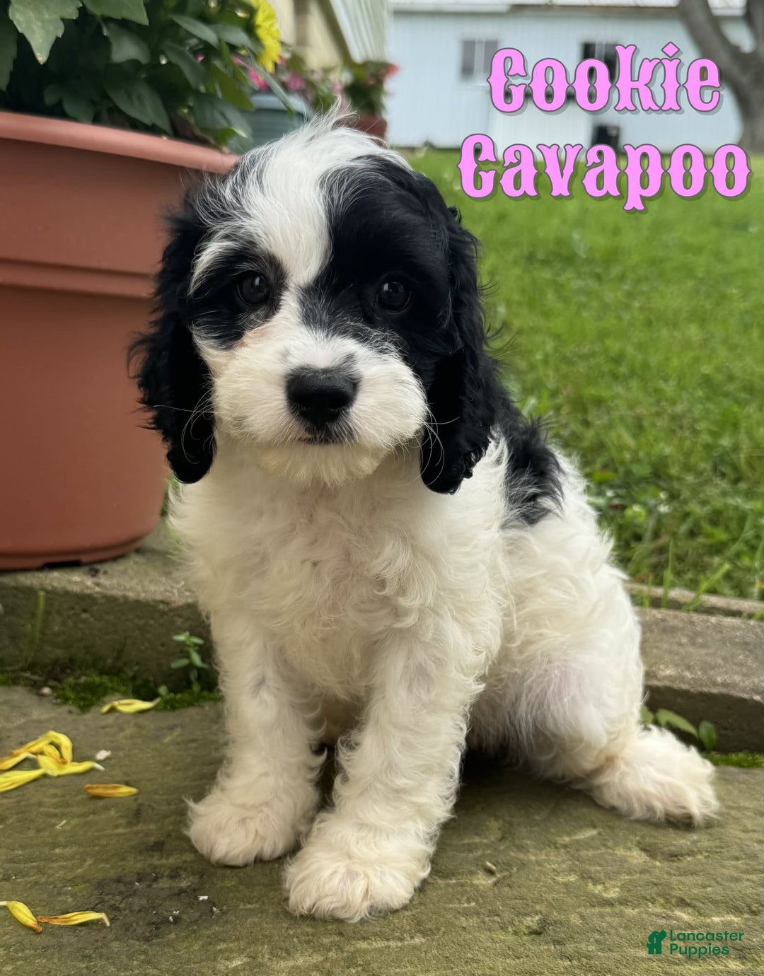 Cavapoo dogs for sale: Cookie - Image 1