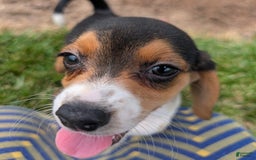 Beagle dogs for sale: Cream - Image 10