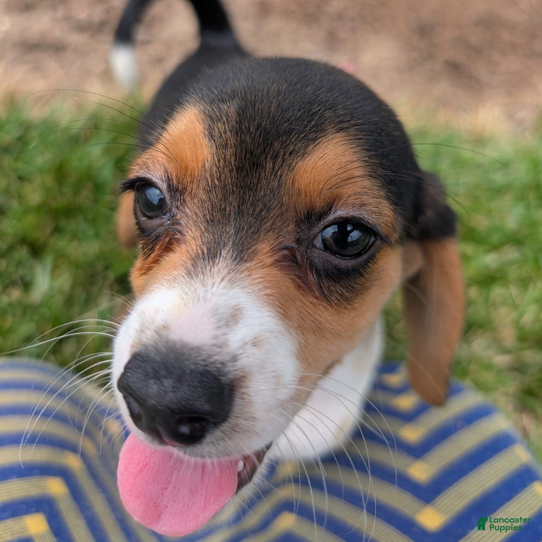 Beagle dogs for sale: Cream - Image 10