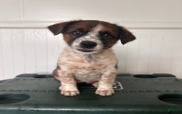 Australian Cattle Dog dogs for sale: Penny - Image 5