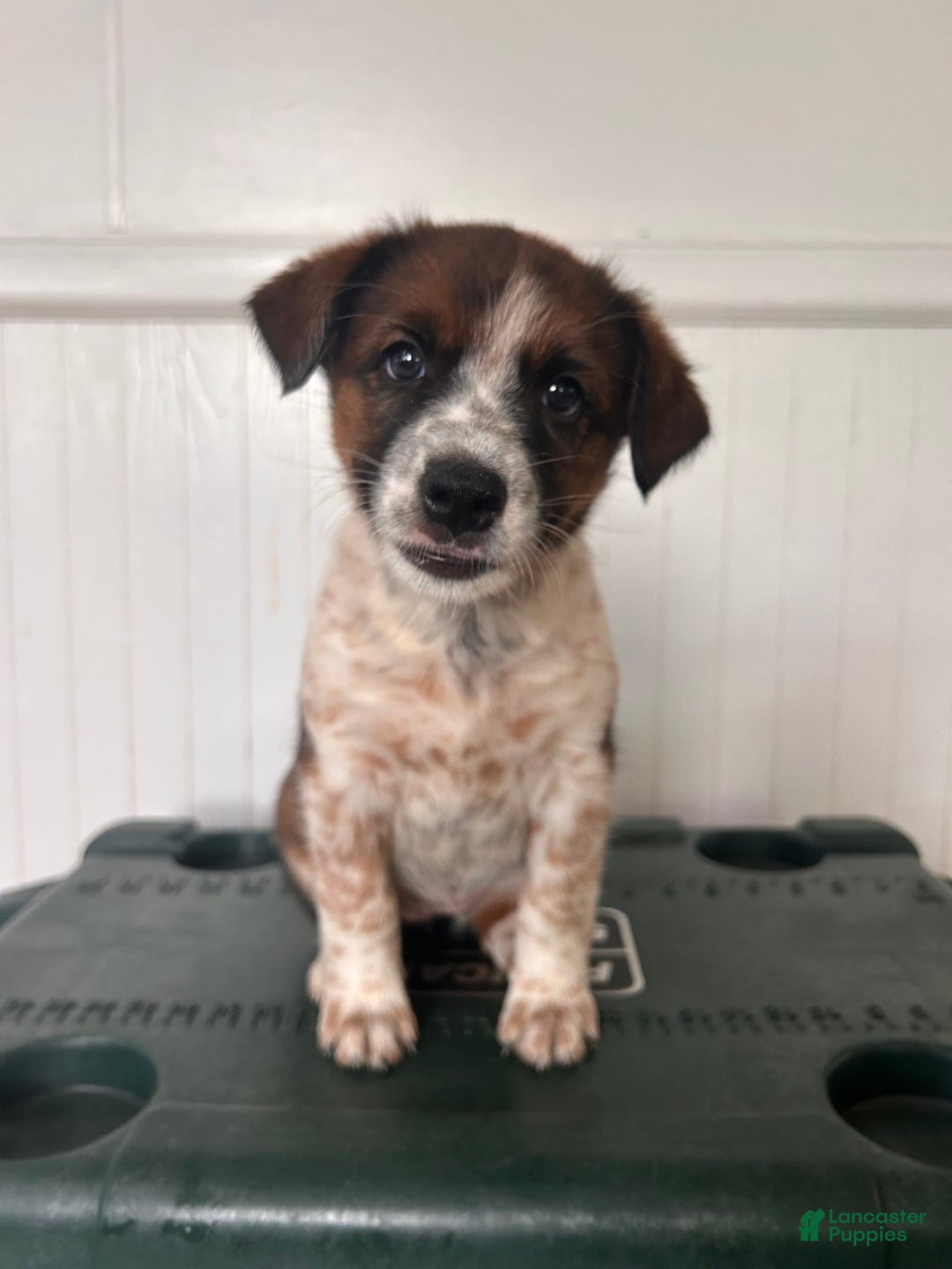 Australian Cattle Dog dogs for sale: Penny - Image 5