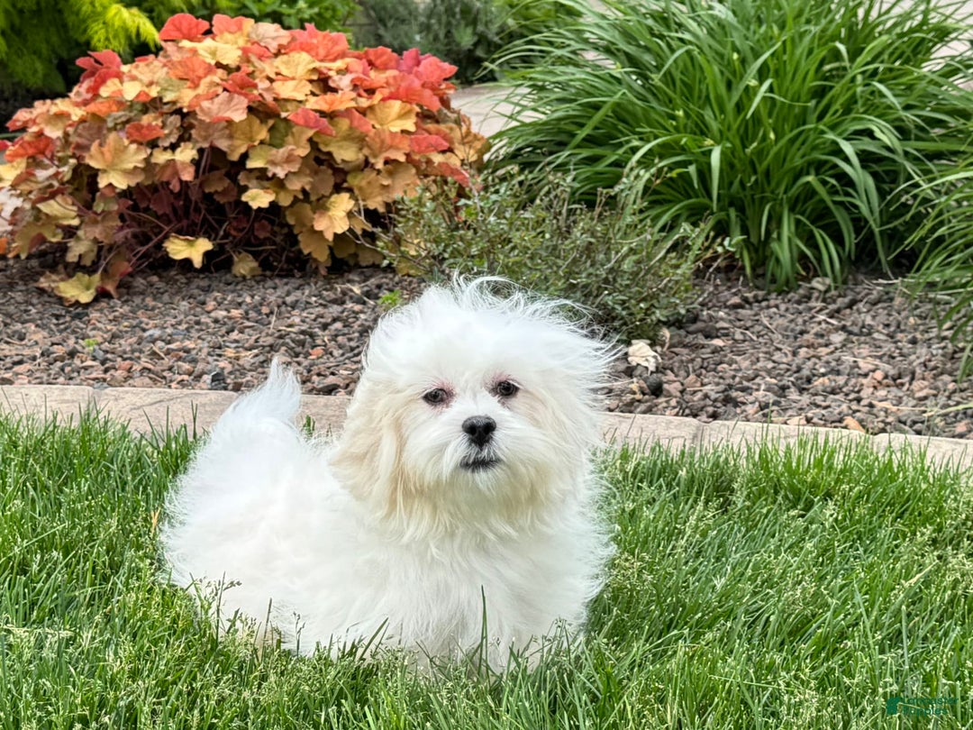 Lhasa Apso dogs for sale: Lucy - Image 2