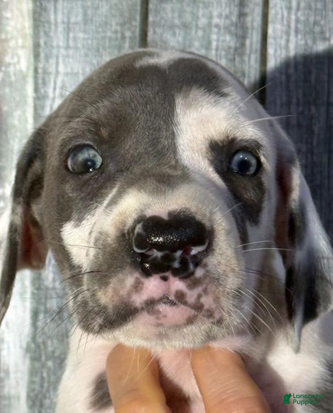 Great Dane dogs for sale: Irene - Blue Harlequin - Image 1