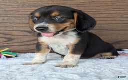 Beagle dogs for sale: Molly - Image 6