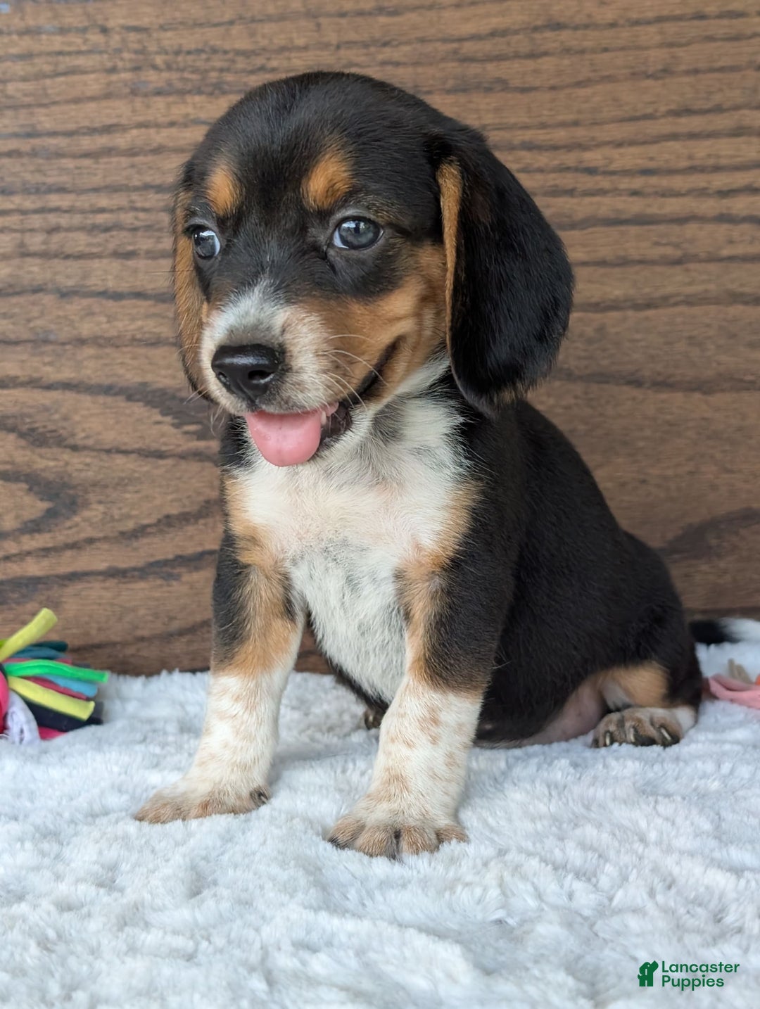 Beagle dogs for sale: Molly - Image 6