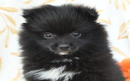 Pomeranian dogs for sale: Jelly Bean - Image 10