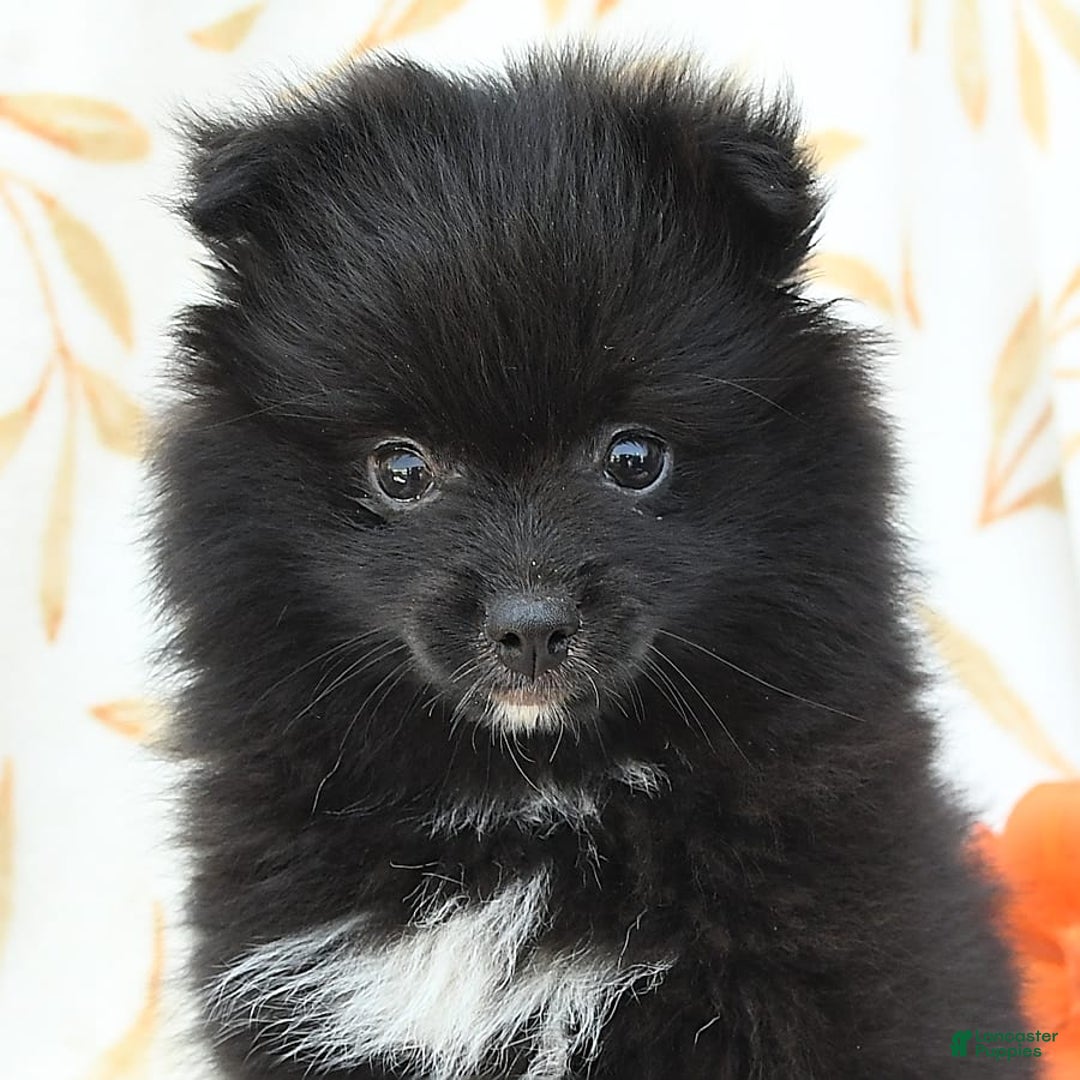 Pomeranian dogs for sale: Jelly Bean - Image 10