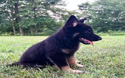 German Shepherd dogs for sale: Londyn - Image 4