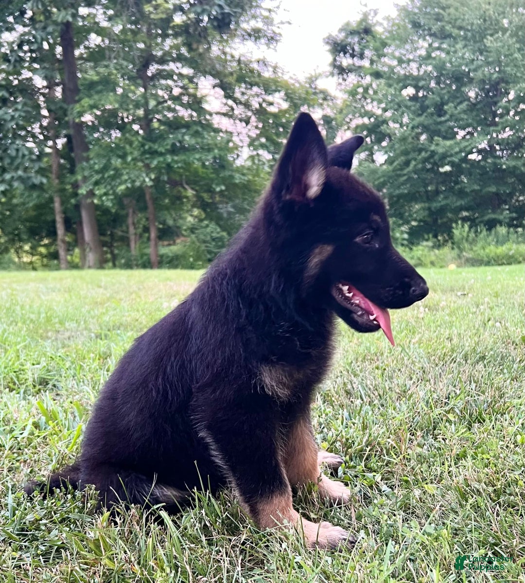 German Shepherd dogs for sale: Londyn - Image 4