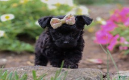 Yorkiepoo dogs for sale: Lola - Image 6