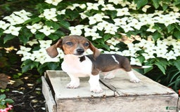 Miniature Dachshund dogs for sale: Rascal - Image 5