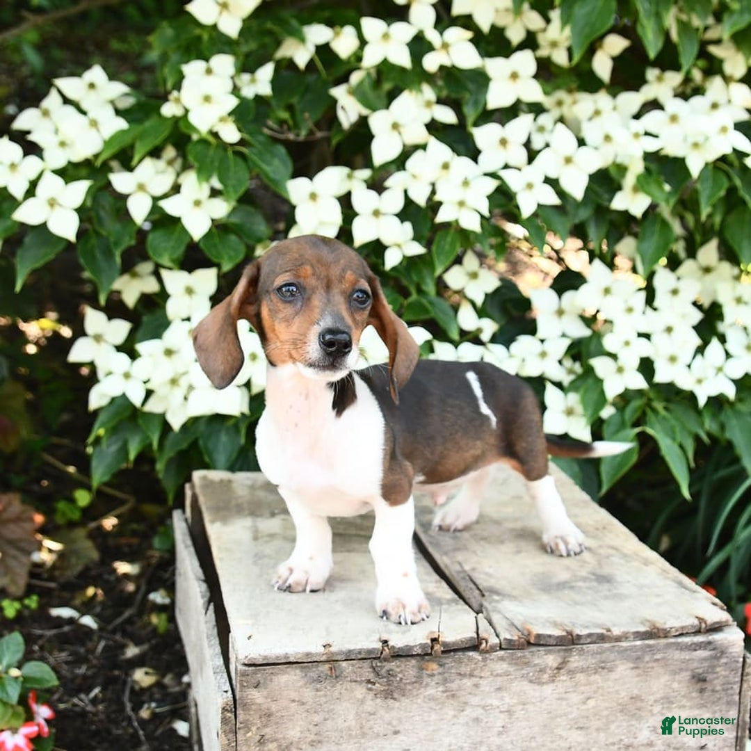 Miniature Dachshund dogs for sale: Rascal - Image 5