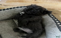Shih Tzu dogs for sale: Pretty Girl - Image 1