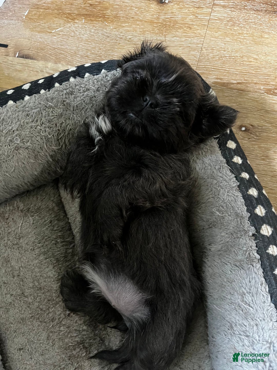 Shih Tzu dogs for sale: Pretty Girl - Image 1