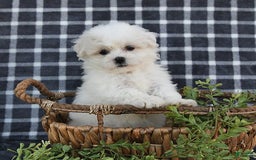 Havanese dogs for sale: Carmen - Image 8